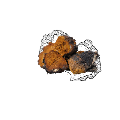 Chaga