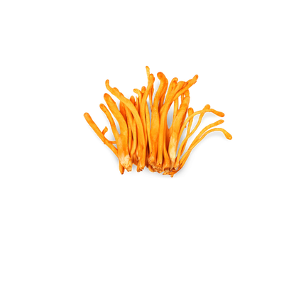 Cordyceps