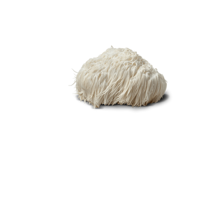 Lion's Mane