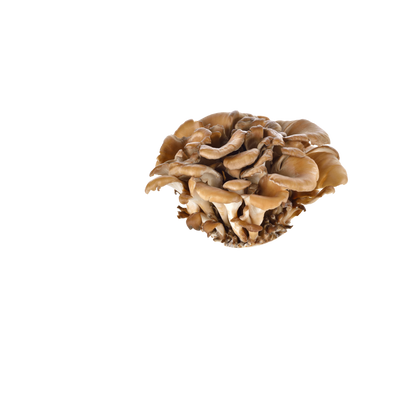 Maitake