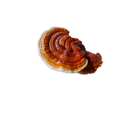Reishi