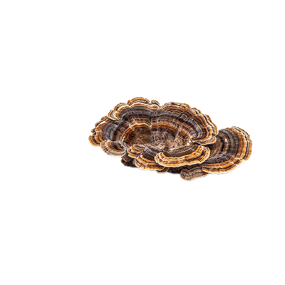 Turkey Tail