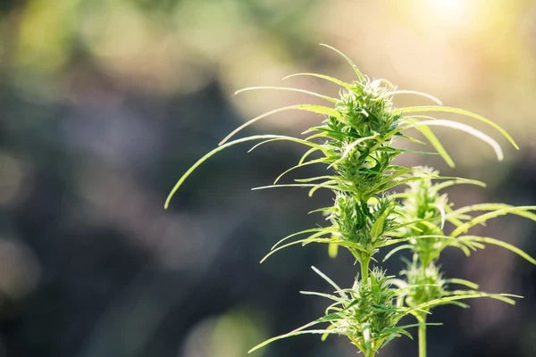 CBD:THC 1:1 Ratio Explained