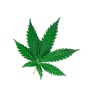 Full-Spectrum Cannabis