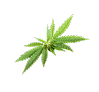 American-Grown Hemp