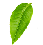 decorative leaf